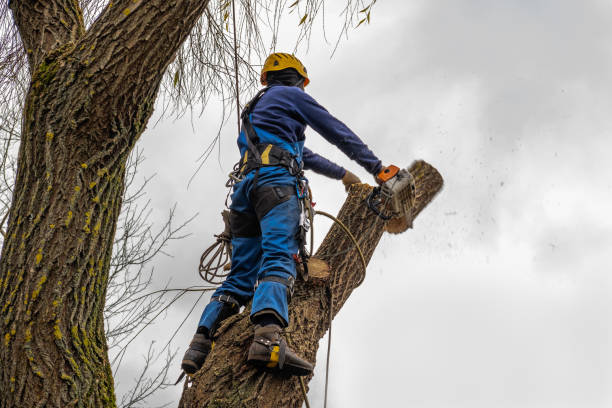 Tree and Shrub Care in Northlake, IL